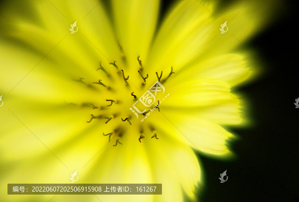 微距鏡頭下的花蕊