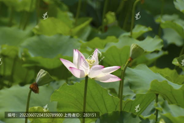 荷花