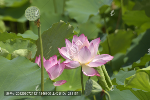 荷花