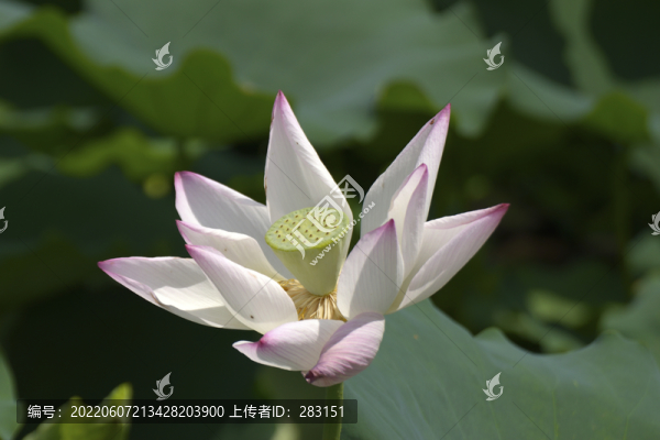 荷花