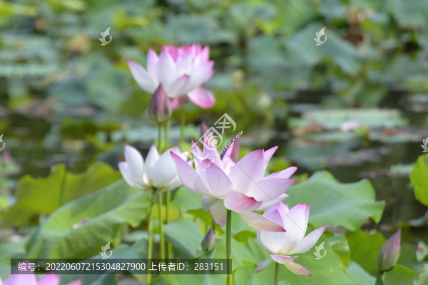 荷花