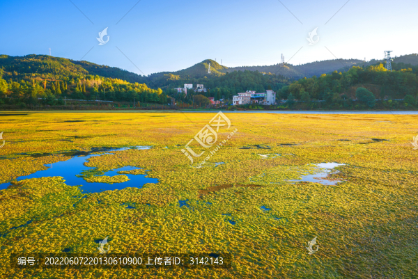 金色池塘