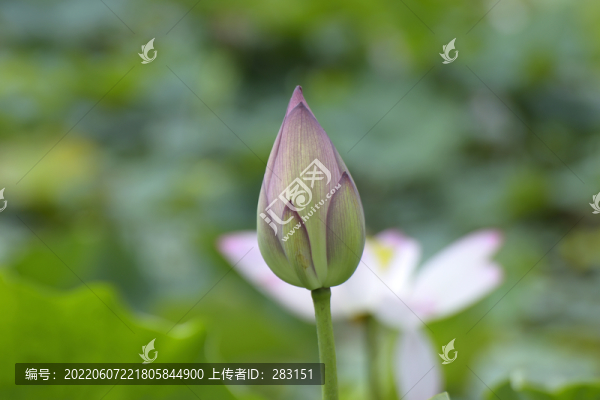 小荷才露尖尖角