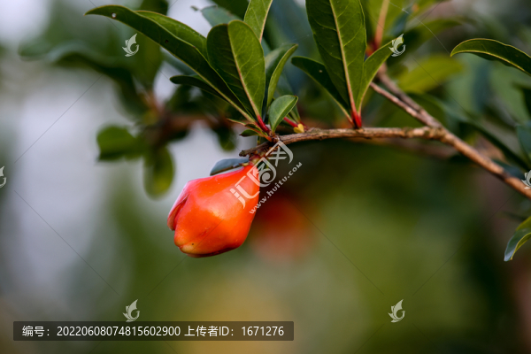 石榴花苞