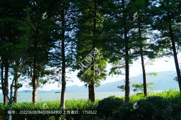 昆明滇池濕地