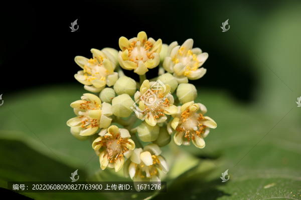 南京椴樹花
