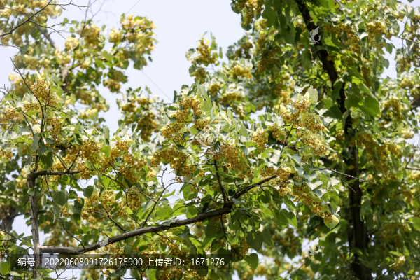 南京椴樹花