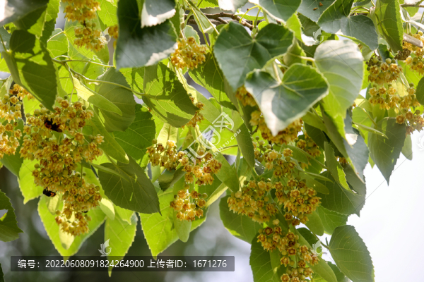 南京椴樹(shù)花