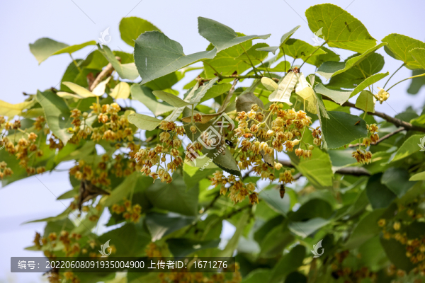 南京椴樹花