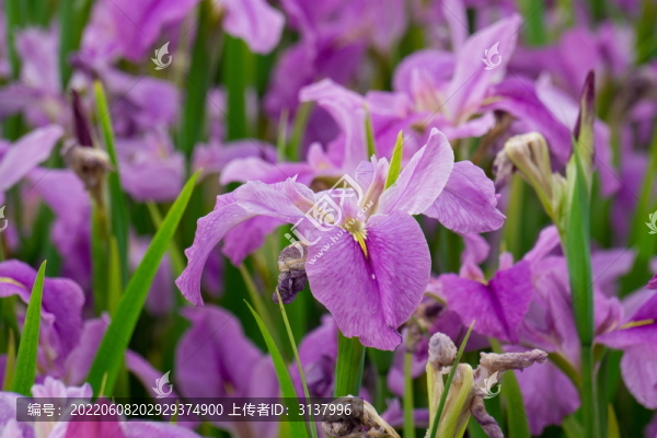 盛開的鳶尾花