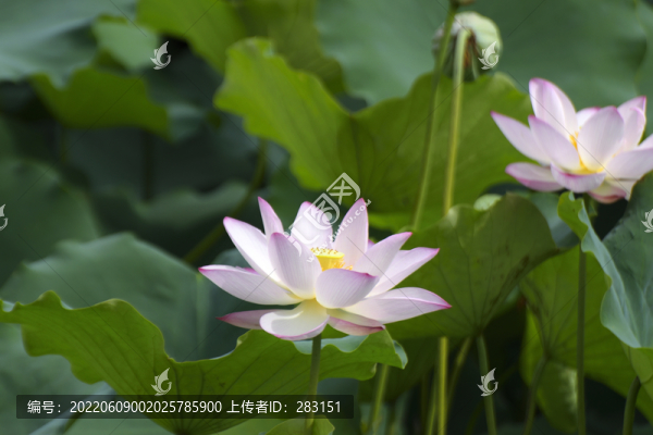 荷花