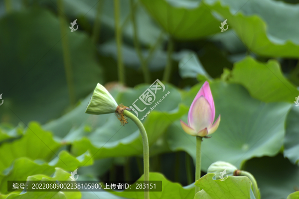 荷花