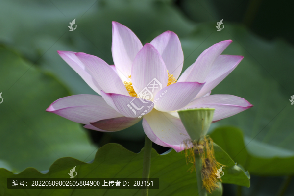 荷花