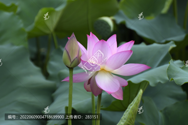 荷花