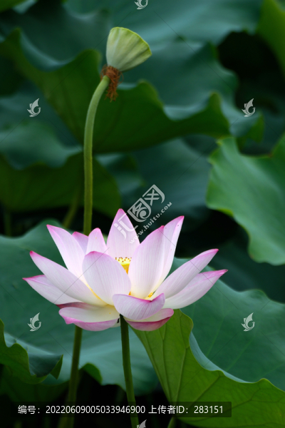 荷花
