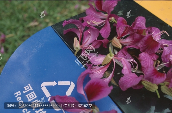 雨后落木棉花
