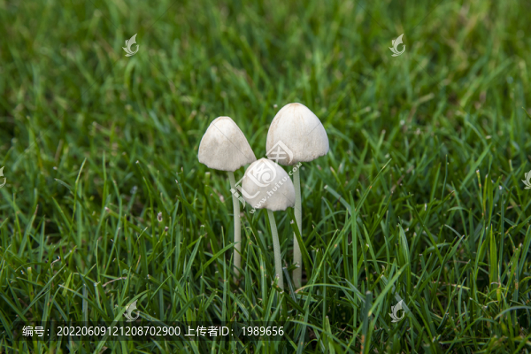 蘑菇野山菌野生菌
