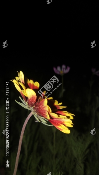 雛菊禪意畫