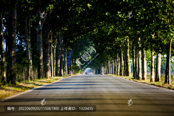 林蔭道
