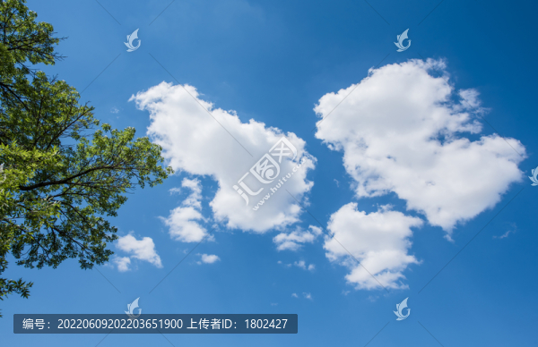 樹梢天空云朵