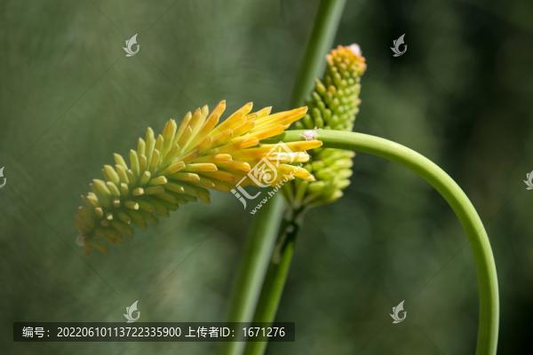 火炬花