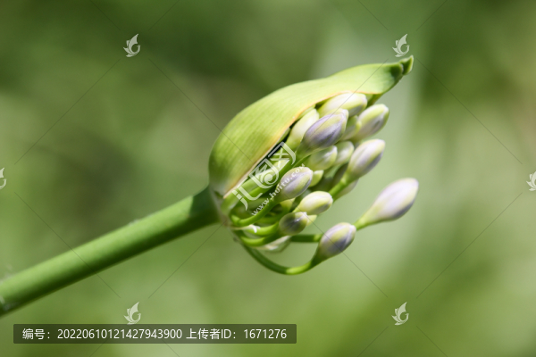 花苞