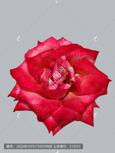 玫瑰花