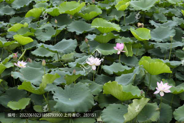 荷花