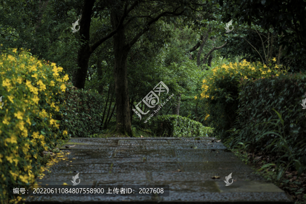 山路邊的金絲桃