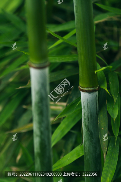 蜀南竹海的綠色竹子和小路