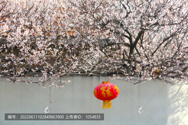 櫻桃