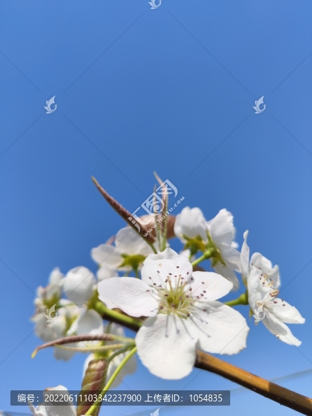 梨花