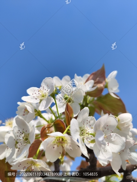 梨花