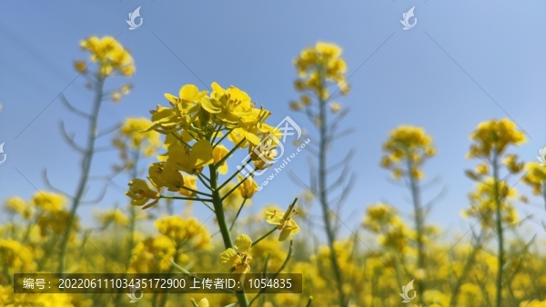 油菜花