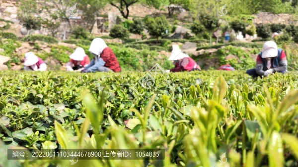 茶葉