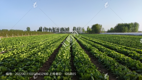 大白菜