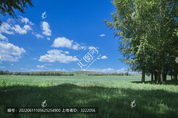 壩上草原的牧場和動(dòng)物