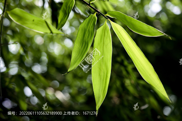 竹葉