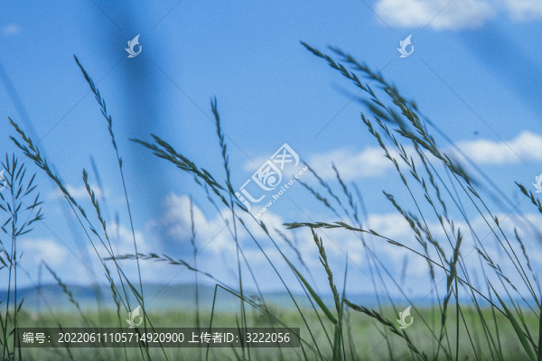 壩上草原的牧場(chǎng)和動(dòng)物