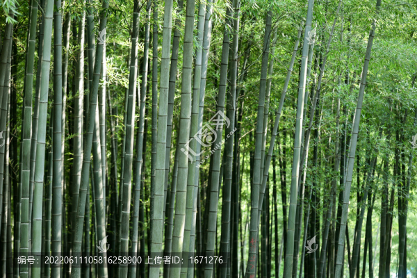 竹林