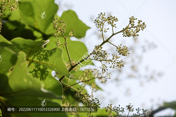 梧桐樹(shù)花
