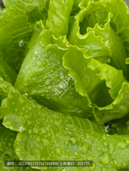 露珠生菜