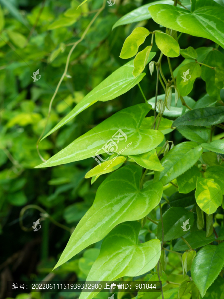 纏繞草質藤本植物參薯
