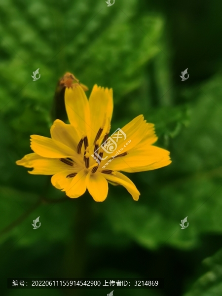 蒲公英花