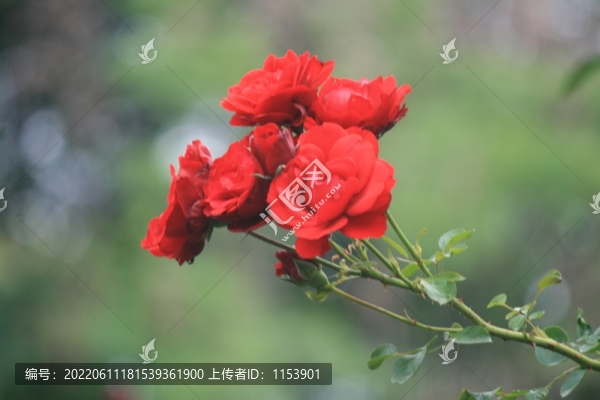花枝