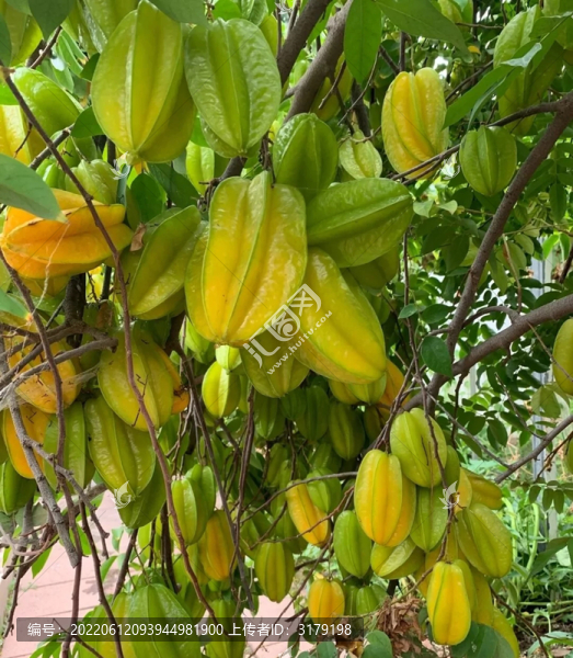 樹枝上掛著的楊桃