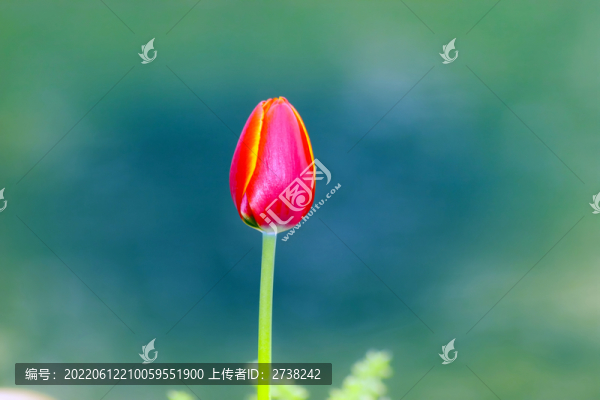 郁金香