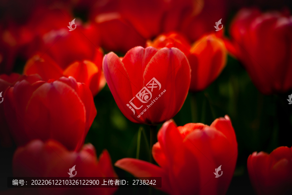郁金香