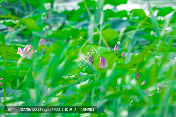 夏天公園湖里盛開的荷花