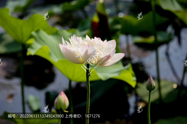 荷葉